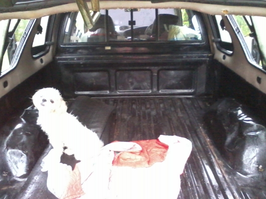 ขาย ไมตี้ โปร่ง หน้า หลัง คับ