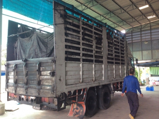 HINO 10ล้อ เพลาเดียว หัวเปอร์เฟียเครื่อง195 แรง เบรคจิ๊ฟฟี่ พวงมาลัยพาว์เวอร์  เครื่องดี ครัทซีสวย รถใช้งานอยู่  ภาษีเต็ม ขายตามสภาพ  ราคา 530,000 บาท (ศุภากร 081-1903107,081-4252943)