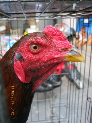 ขายไก่ชนสุขภาพแข็งแร็ง มีให้เลือกหลายตัว