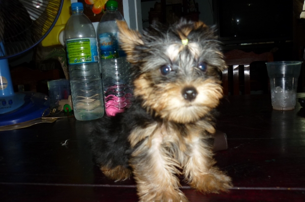 ขายสุนัข ยอร์คเชียไช้เล็กสวยมี4ตัว มีเพดอายุ2 เดือน