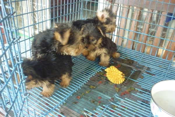 ขายสุนัข ยอร์คเชียไช้เล็กสวยมี4ตัว มีเพดอายุ2 เดือน