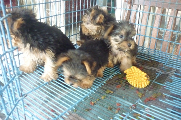 ขายสุนัข ยอร์คเชียไช้เล็กสวยมี4ตัว มีเพดอายุ2 เดือน