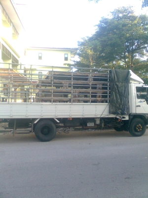 ขายFC4J 145 อินเตอร์ สมอทอง รถพร้อมใช้ งาน