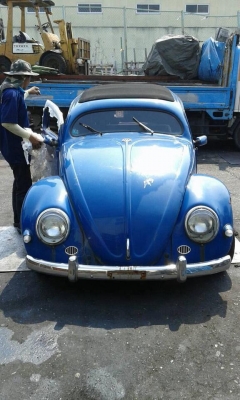 เต่า/มินิ