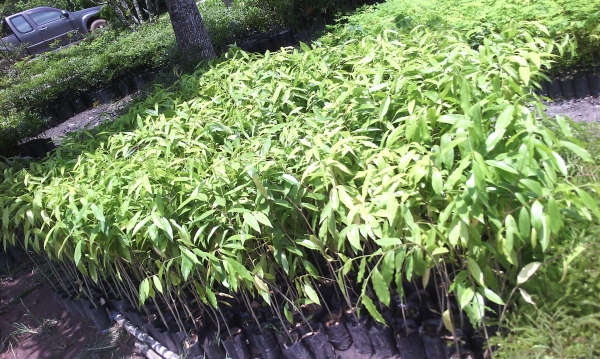 ขายพันธ์ไม้