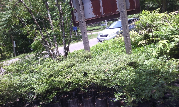 ขายพันธ์ไม้