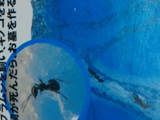 ชุดศึกษาการทำรังของมด มองเห็นการทำงานของมดในแบบต่างในโพง ขนาดเล็ก