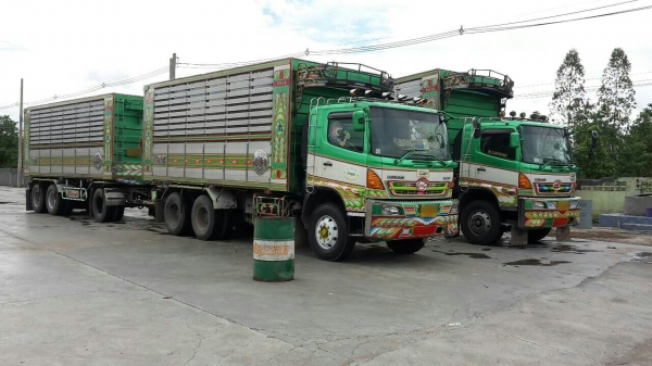 ขายดาวน์รถพ่วง 22 ล้อ แม่.ลูก มี.2 พ่วง กระบะเนียมคอกเกษตรดั้ม อู่.ซี ที ทรัค HINO 344 ปี.54 แค่.500000 ต่อรอง รถสวย สนใจโทรจองด่วน ขายดาวน์รถพ่วง 22 ล้อ แม่.ลูก มี.2 พ่วง กระบะเนียมคอกเกษตรดั้ม อู่.ซี ที ทรัค HINO 344 ปี.54 แค่.500000 ต่อรอง รถสวย สนใจโทรจองด่วน