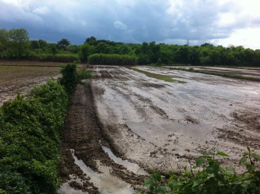 ขายที่ดินจำนวน 8 ไร่ อ.ชนบท ต.พระพุทธบาท จ.เพชรบูรณ์ ไร่ละ 127000 บาท โทร 0628920876