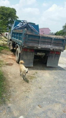 6 ล้อดั้ม NPR120 แรง ฝาดำ สภาพดี พร้อมใช้