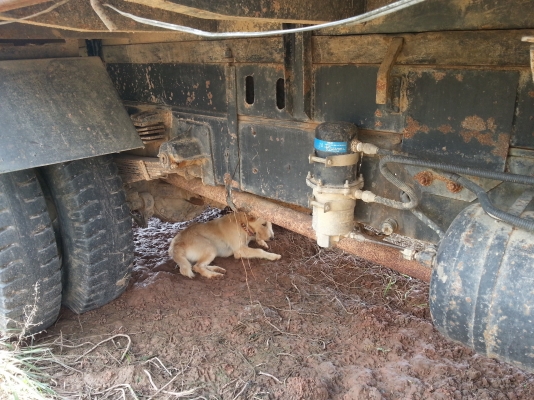 ต้องการขายรถหกล้อดั้ม195ฮีโน่สวยๆ