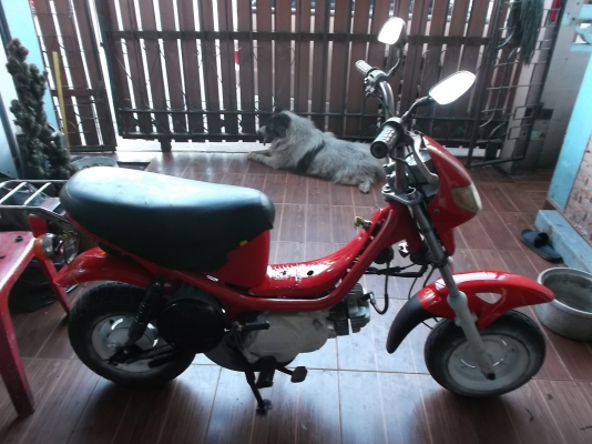 ยามาฮ่าชิปปี้ 50cc ขายตามสภาพ เครื่องไม่ติด ยามาฮ่าชิปปี้ 50cc ขายตามสภาพ เครื่องไม่ติด