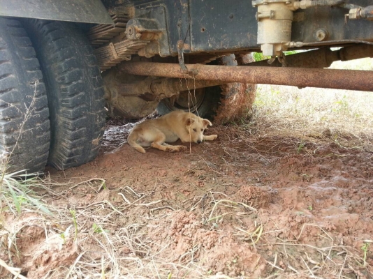 6ล้อดั้มคลาสสิค...195แรง Hino คัสซีสวยมาก. เล่มทะเบียนพร้อม