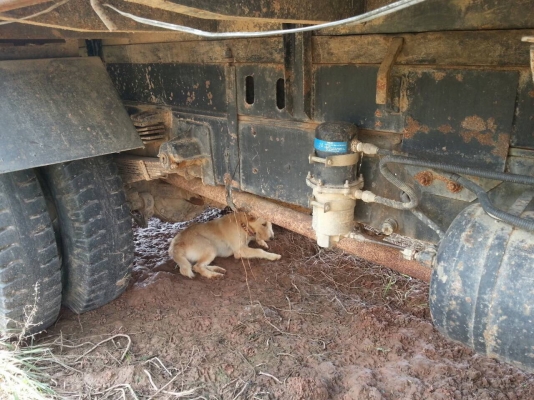 6ล้อดั้มคลาสสิค...195แรง Hino คัสซีสวยมาก. เล่มทะเบียนพร้อม