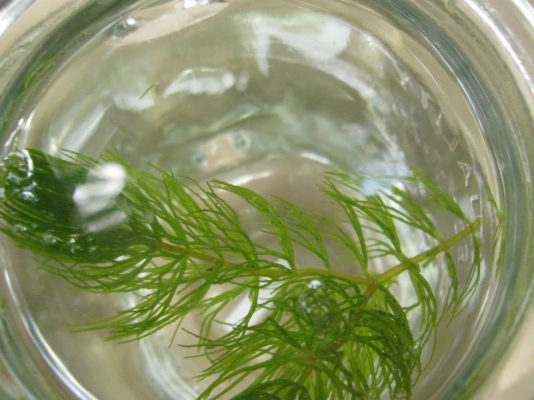 ขายสาหร่ายพุงชะโด (Ceratophyllum demersum) ประดับตู้ กิโลกรัมละ 50 บาท