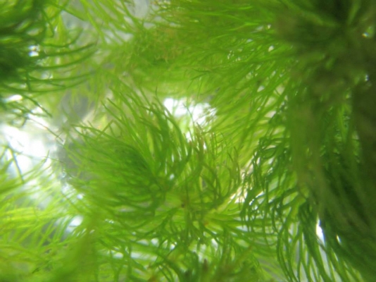 ขายสาหร่ายพุงชะโด (Ceratophyllum demersum) ประดับตู้ กิโลกรัมละ 50 บาท