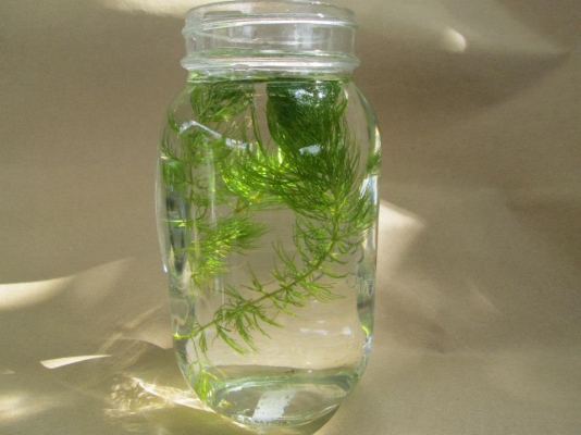 ขายสาหร่ายพุงชะโด (Ceratophyllum demersum) ประดับตู้ กิโลกรัมละ 50 บาท