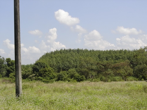 ขายถูก! ที่บ่อทรายละเอียด  30 ไร่ จ.ระยอง  Tel. 089-5260006