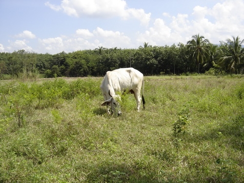 ขายถูก! ที่บ่อทรายละเอียด  30 ไร่ จ.ระยอง  Tel. 089-5260006