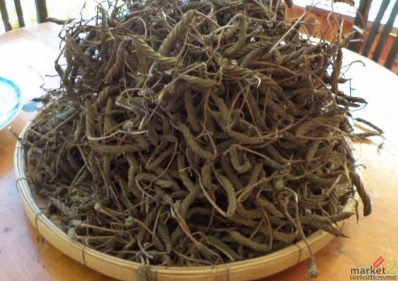 ปอกะบิด เป็นสมุนไพรไทย