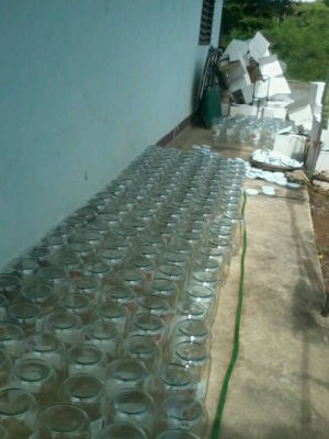 ขายโหลเเก้วดองยาสมุนไพร