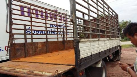 ขายราคา 879,000บ หกล้อ HiNO FC 9 J series 500 เครื่อง JO 5 e ปี54 ยาว 5.50ม สภาพเยียมสวยบางเดิมพร้อมใช้ ทะเบียนพร้อมโอน ขายราคา 879,000บ หกล้อ HiNO FC 9 J series 500 เครื่อง JO 5 e ปี54 ยาว 5.50ม สภาพเยียมสวยบางเดิมพร้อมใช้ ทะเบียนพร้อมโอน