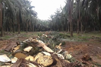 บุ้งกี้ สับต้นปาล์ม แบคโฮ รุ่น PC200-8 ครับ 093-7282709