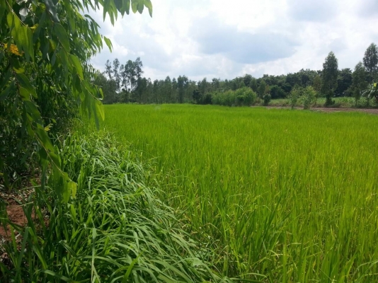 ขออนุญาตครับ..ขอขายใหม่ .ขายที่ดินครับ