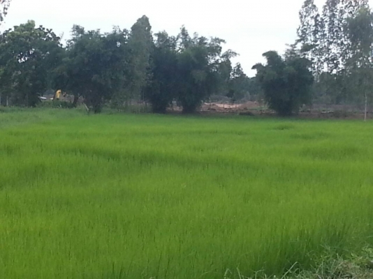 ขออนุญาตครับ..ขอขายใหม่ .ขายที่ดินครับ