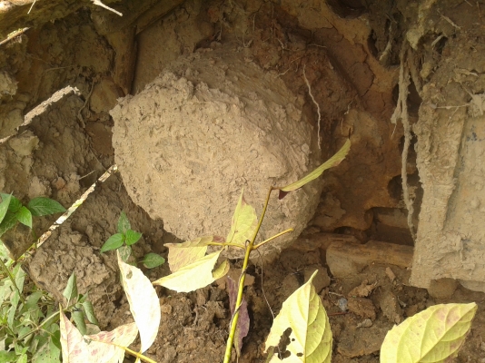 KOBELCO SK 100 มาร์คทรี ยูตานิ