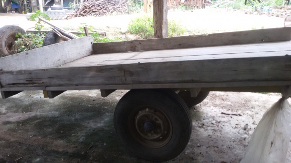 ขายสาลี้ ราคา10000บาท โทร0813655997อำพร พาเจริญ ต วังบัว อ คลองขลุง จ กำแพงเพชร