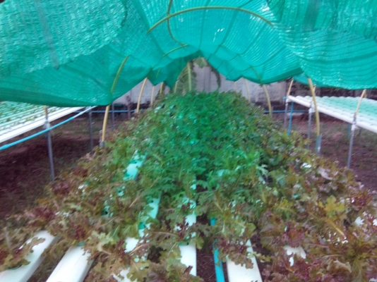 ขายแปลงผักไฮโดร 5 ชุด(โต๊ะ)