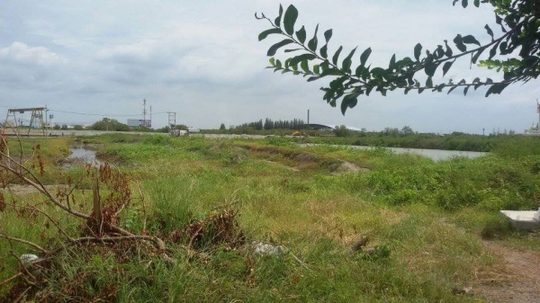 ขายที่ดิน 12 ไร่ ติดถนนพระราม 2 ถมแล้ว ตำบลกาหลง สมุทรสาคร