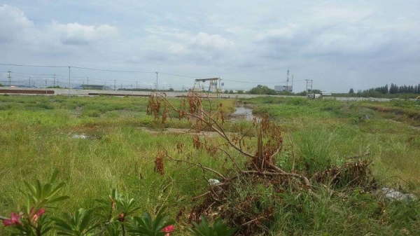 ขายที่ดิน 12 ไร่ ติดถนนพระราม 2 ถมแล้ว ตำบลกาหลง สมุทรสาคร