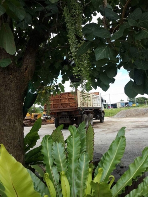 ไอ้หลงTD