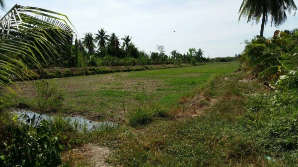 ขายที่ดินติดแม่น้ําท่าจีน 14 ไร่ 1งาน 20ตารางวา ต.บ้านเกาะ สมุทรสาคร