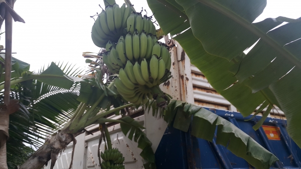 Hino maga fm2p 22 ล้อดั้ม ลดราคาขายดาวน์คงเหลือ 600,000 บาทคะ Hino maga fm2p 22 ล้อดั้ม ลดราคาขายดาวน์คงเหลือ 600,000 บาทคะ