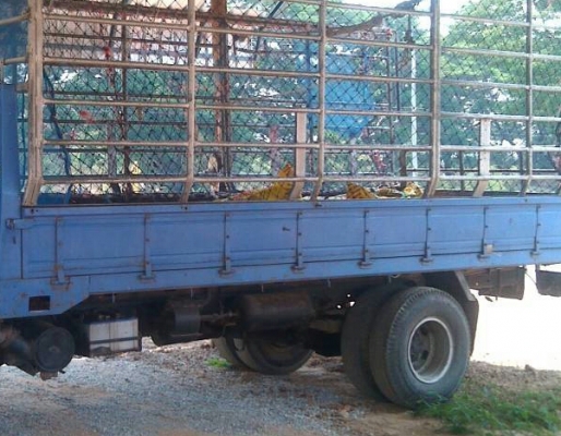 ราคาขาย 445,000บ ต่อรองได้ อีซูซุ NPR130 ปี45 ช่วงยาว 5ม สภาพดีบางเดิมสวยพร้อมใช้ ทะเบียนพร้อมโอน ราคา 445,000บ พร้อมโอน ราคาขาย 445,000บ ต่อรองได้ อีซูซุ NPR130 ปี45 ช่วงยาว 5ม สภาพดีบางเดิมสวยพร้อมใช้ ทะเบียนพร้อมโอน ราคา 445,000บ พร้อมโอน