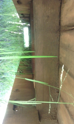 ขาย 15000 บาท ด่วนๆมาก่อนได้ก่อน สวยๆพร้อมใช้