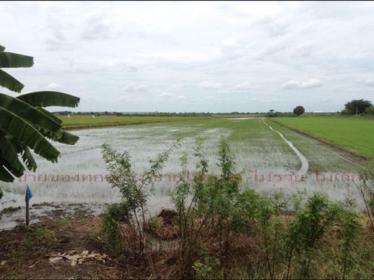 ขายที่ดินสร้างโรงงาน ติดถนน (ลำลูกกา)คลอง10