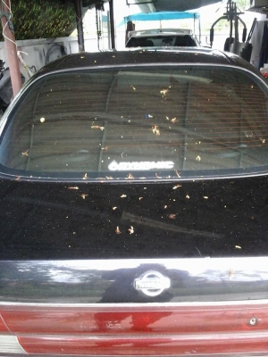 ขายนิสสันเซฟิโร่ a32 ปี1999 ด่วนๆๆ69900