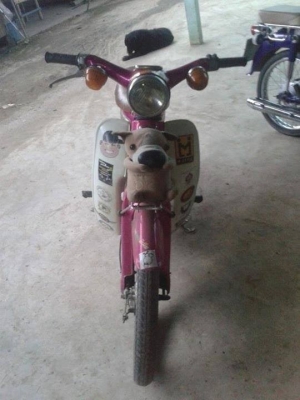 ขาย C 70 เครื่องไลฟาน 125  ไม่มีทะเบียน รถขับได้ปกติครับ อยู่นครสวรรค์