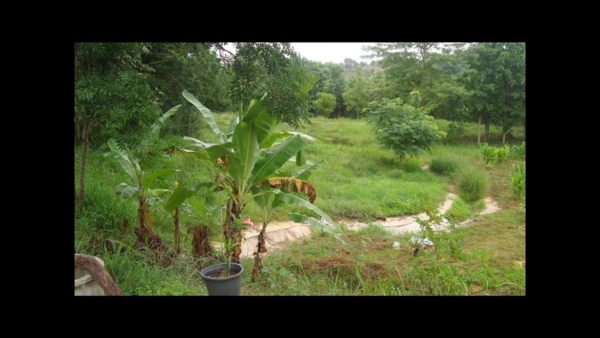 ขายที่ดินพร้อมบ้านพัก ภบท 5 ครอบครอง มา 20 ปี จำนวน 13 ไร่ เป็นรีสอรท์ มีบ้านพัก 6 หลัง บ้าน ☝ซับไทรทอง ต. วังนำ้เขียว อ.วังนำ้เขียว จ.นครราชสีมา ขายไร่ละ 1 ล้านบาท บรรยากาศดีมากๆครับ ติดต่อ 0889419663