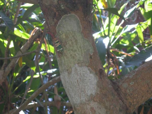 ขายบ้านไม้ทั้งหลัง 120000