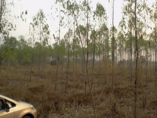 ขายที่ดินเปล่า 7 ไร่กว่า ติดถนนใหญ่! ขายที่ดินเปล่า 7 ไร่กว่า ติดถนนใหญ่!