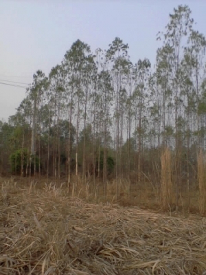 ขายที่ดินเปล่า 7 ไร่กว่า ติดถนนใหญ่!