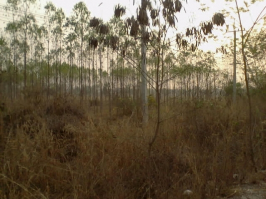 ขายที่ดินเปล่า 7 ไร่กว่า ติดถนนใหญ่! ขายที่ดินเปล่า 7 ไร่กว่า ติดถนนใหญ่!