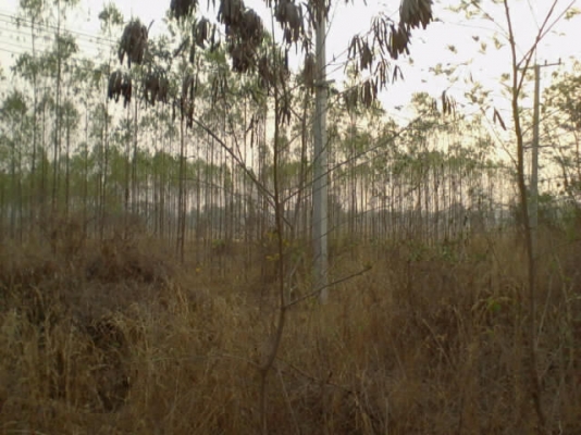 ขายที่ดินเปล่า 7 ไร่กว่า ติดถนนใหญ่! ขายที่ดินเปล่า 7 ไร่กว่า ติดถนนใหญ่!