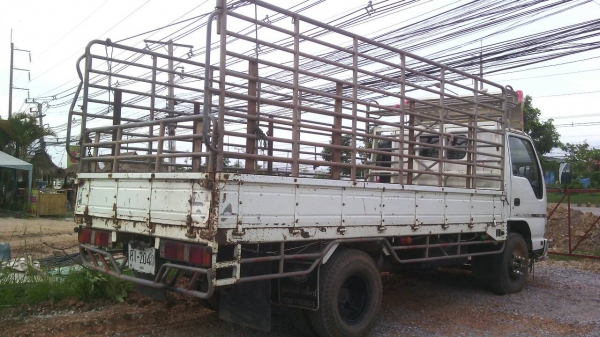 ขายด่วนรถ6ล้อNPRเครือง130แรงม้าปี51ยาว4.5เมตรรถสวยเดิม