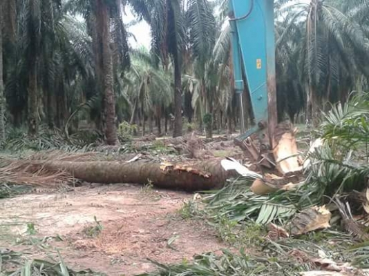 ขาย สั่งทำ บุ้งกี้ สับต้นปาล์ม แบคโฮ ทุกรุ่นครับ 093-7282709